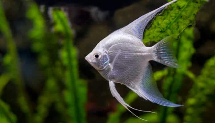 Freshwater Aquarium Angelfish