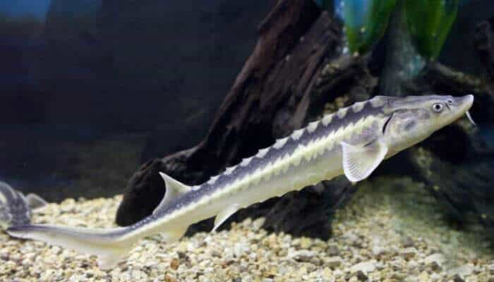 Pond Sturgeon Fish