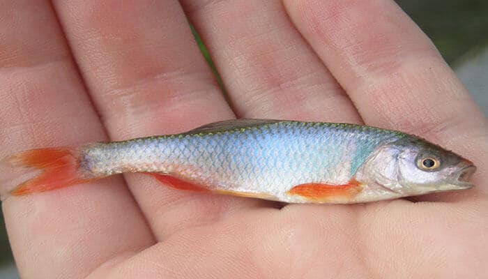 Red Shiner Pond Fish