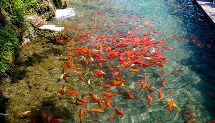 Gold Fish In a Pond