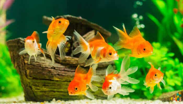 Aquarium Goldfish