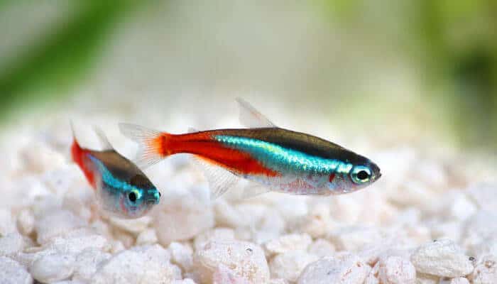 Neon Tetra Freshwater Aquarium Fish 