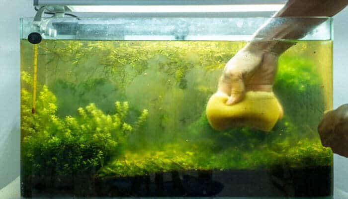 Cleaning Fish Tank