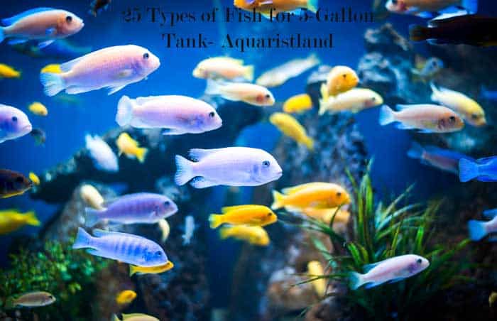 Best Fishes for 5Gallon Tank