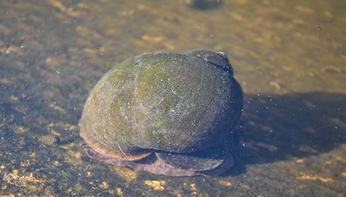 Black Japanese Trapdoor Pond Snails