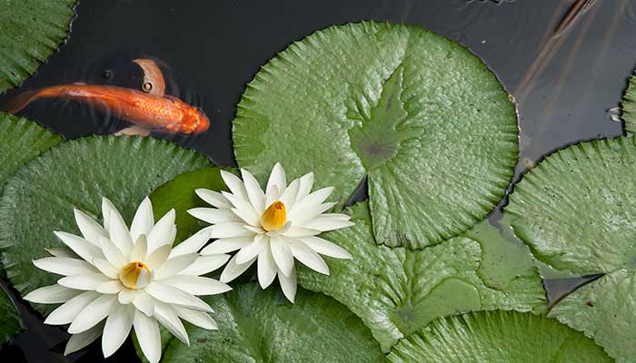 Goldfish in a Pond