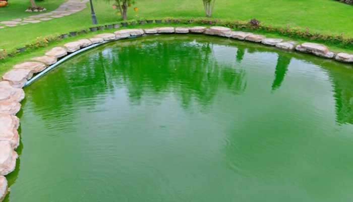 Algae in Pond