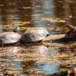 Pond-Turtles