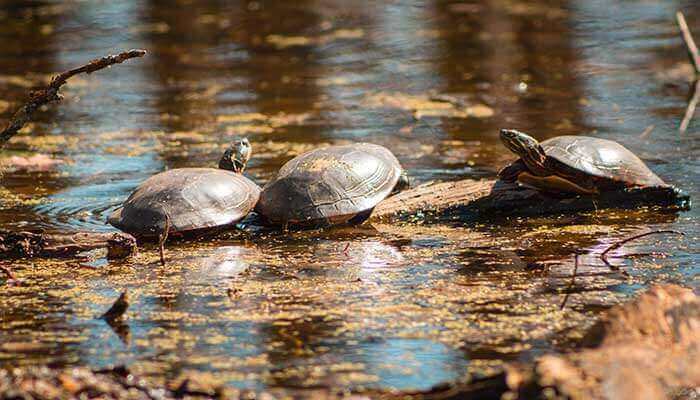 Pond-Turtles