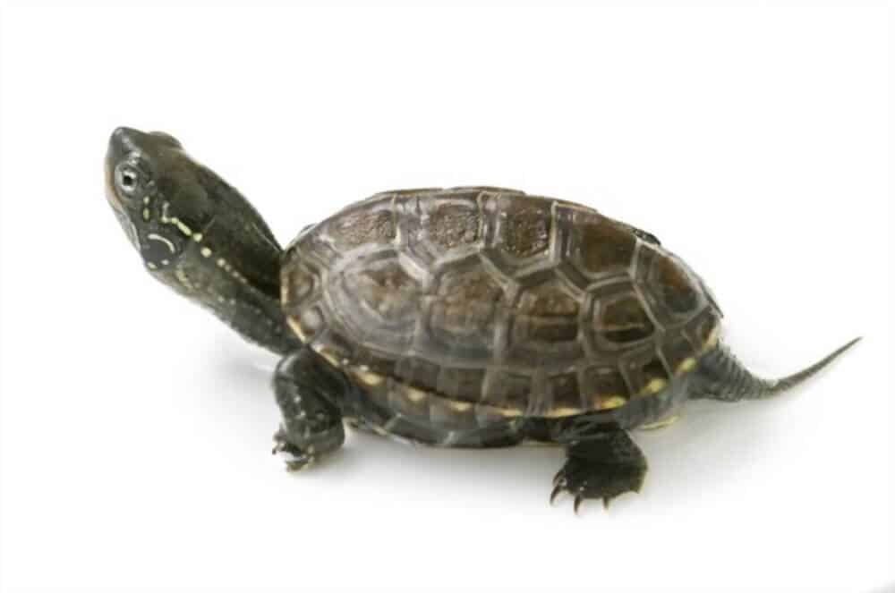 Popular Small Pet Turtles That Stay Small- Aquaristland
