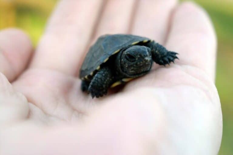 Small Pet Turtle