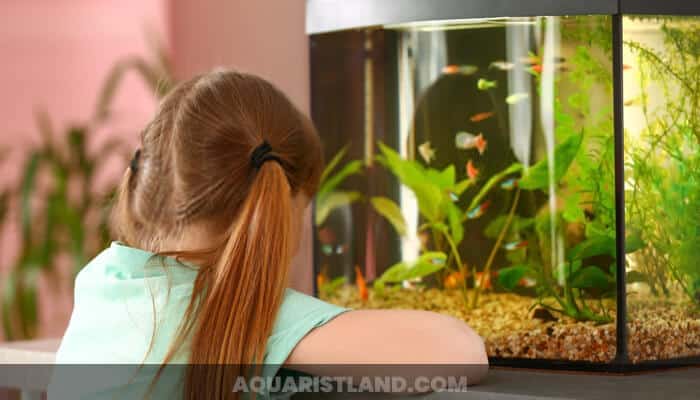 Best Fish Tank for Kids