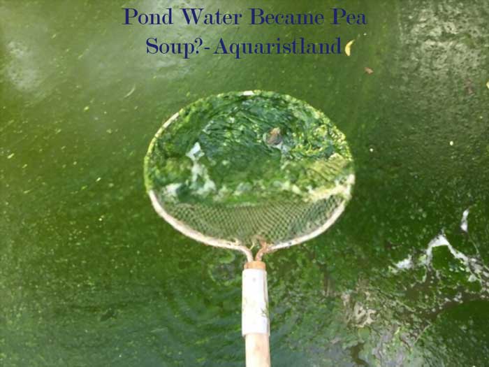 Green Pond Water