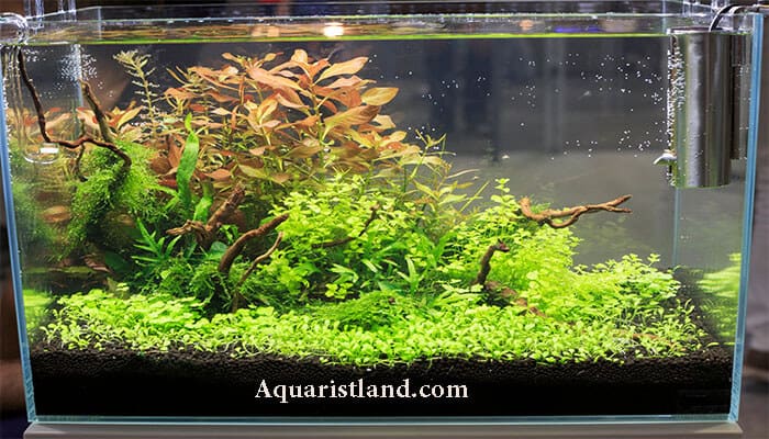 Best Freshwater Fish Tanks Of All Time- Aquarist Land