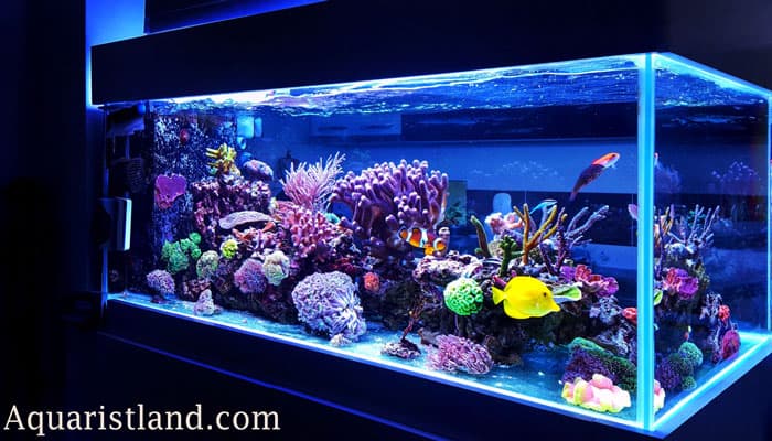 Best-Saltwater-Fish-Tank-Aquarium