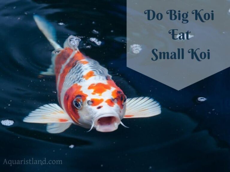 Do Big Koi Eat Small Koi