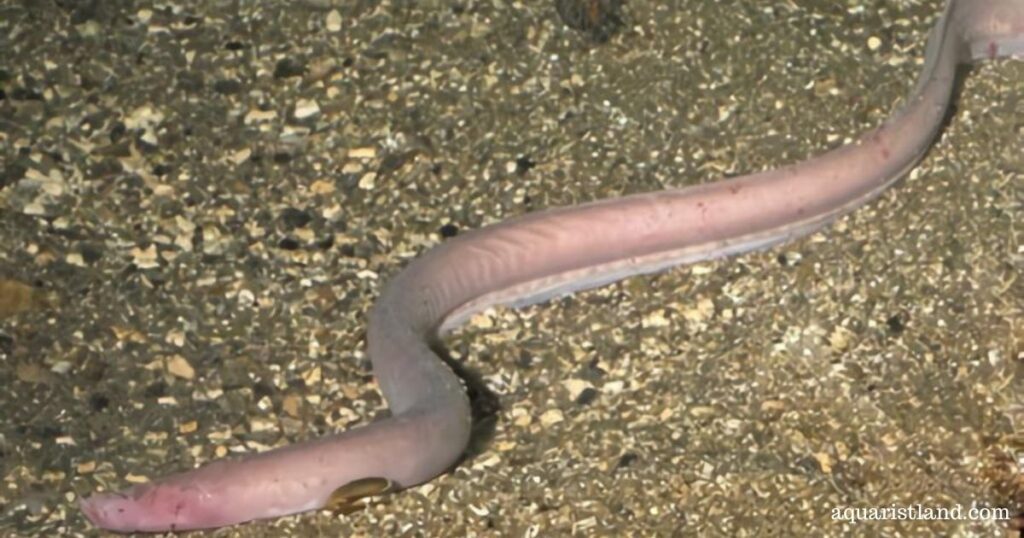 Hagfish (saltwater fish that looks like a snake)
