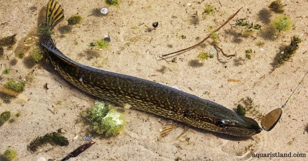 Northern Pike (Snake-looking fish)