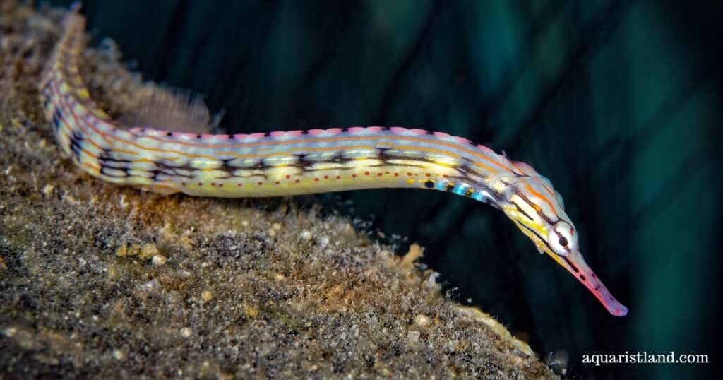 Pipefish (Small fish that look like snake)