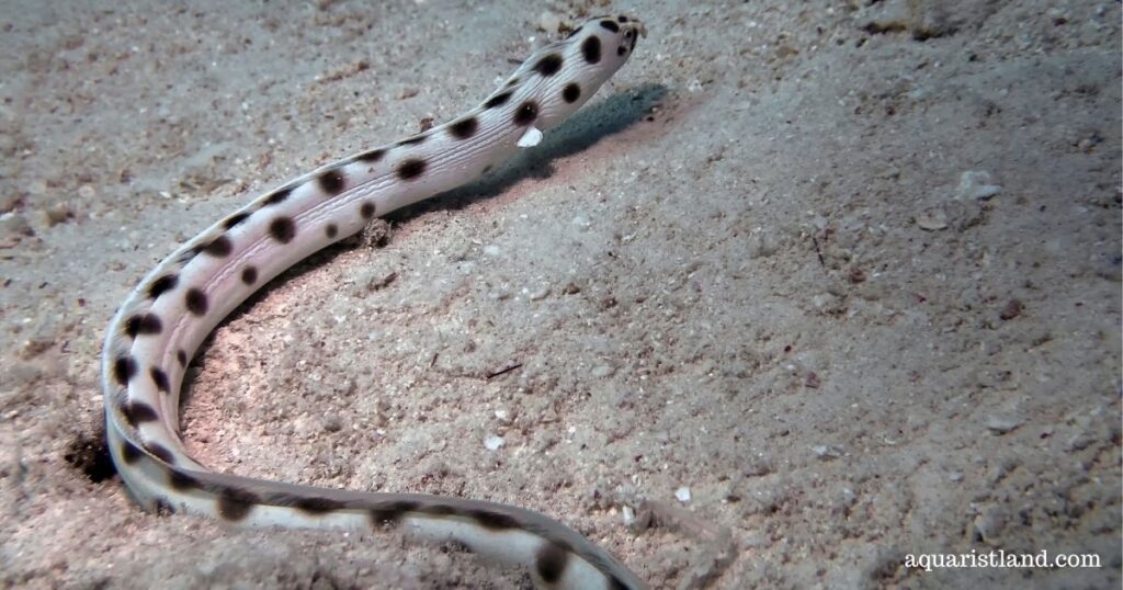 Snake eel (fish with snake-like appearance)