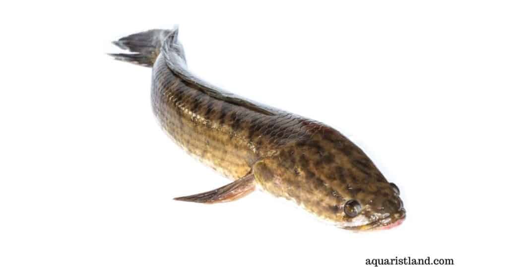 Snakehead Fish (freshwater fish that look like a snake)