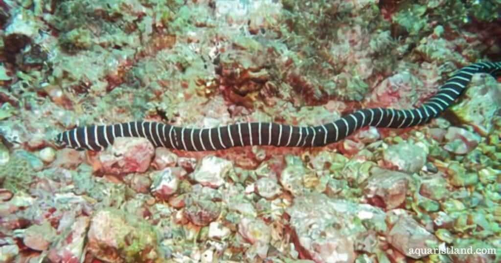 Zebra Moray Eel (snake-like fish for aquarium)