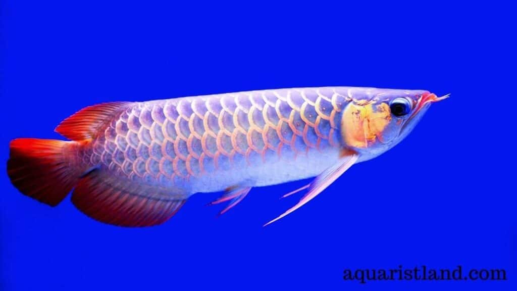  Asian Arowana (Fish with dragon like appearance)