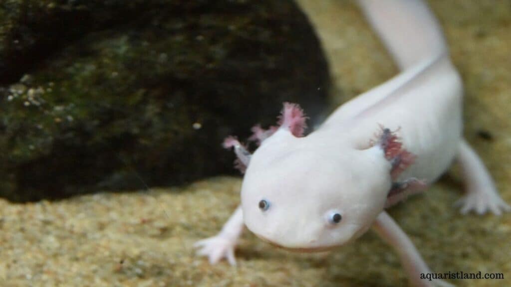 Axolotl (Ambystoma mexicanum)  (Fish with dragon like appearance)
