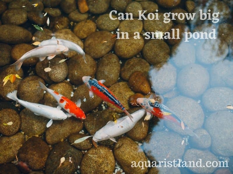 Can Koi grow big in a small pond
