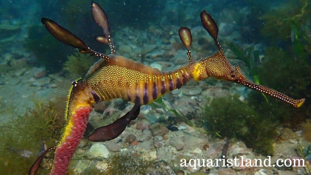  common seadragon (Fish with dragon like appearance)
