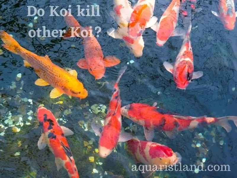 Do Koi kill other Koi?