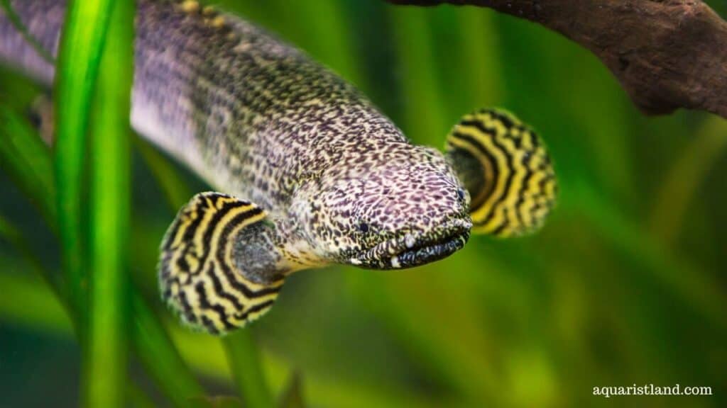 Polypterus senegalus  (Fish with dragon like appearance)