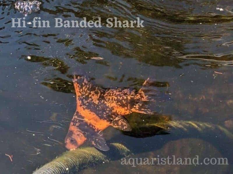  Hi-fin Banded Shark in Pond