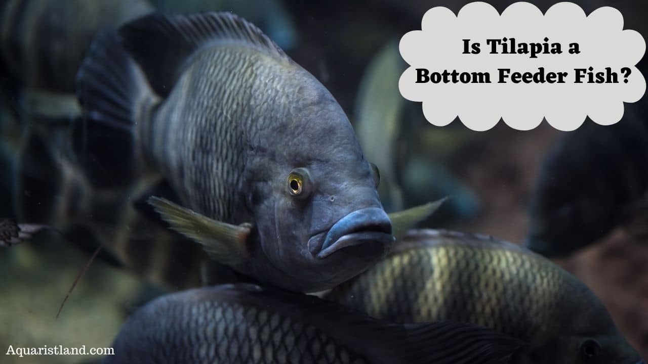 Is the Tilapia Fish a Bottom Feeder 