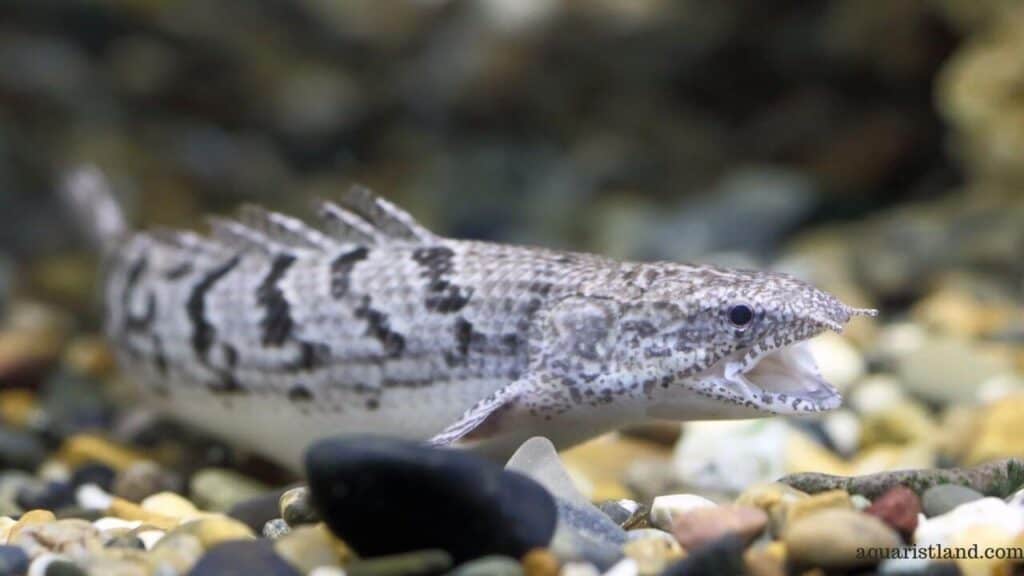 Polypterus teugelsi (Fish with dragon like appearance)