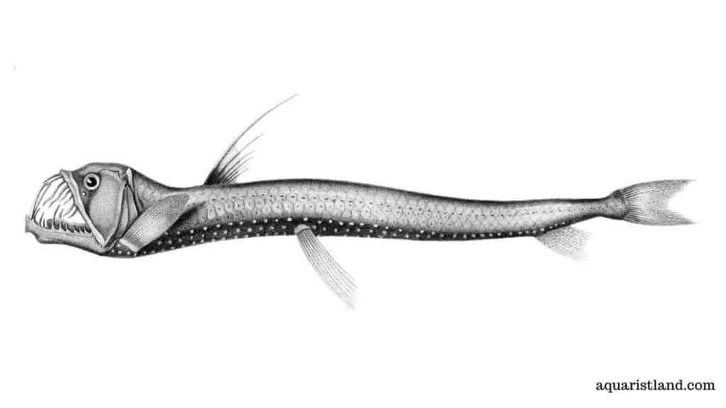  Stomiidae or Barbeled Dragonfish (Fish with dragon like appearance)