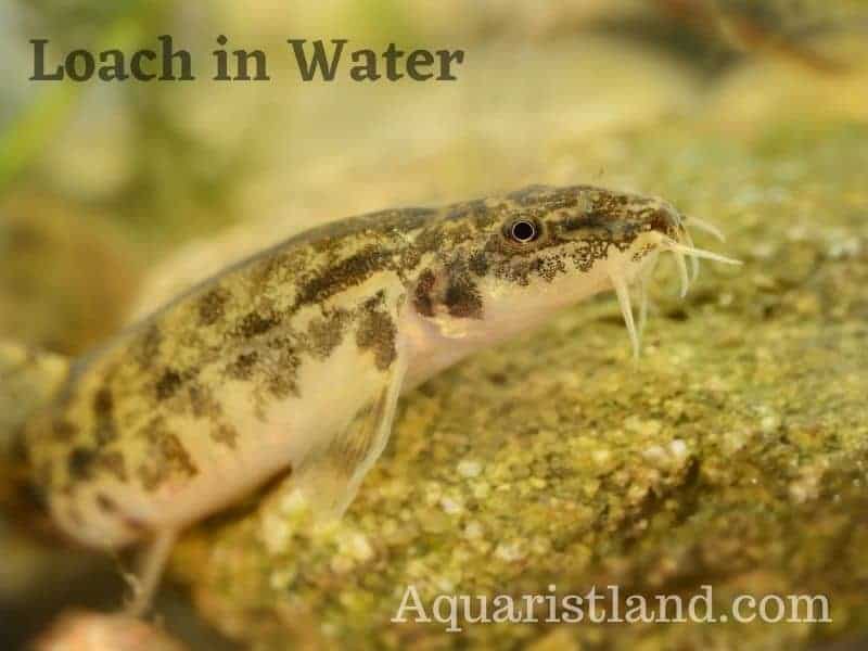 Loach in a Pond