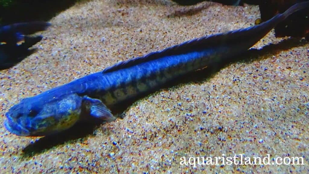  violet goby (Fish with dragon like appearance)