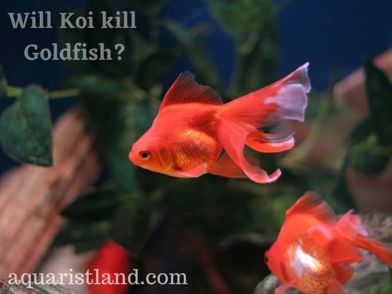 Will Koi kill Goldfish?