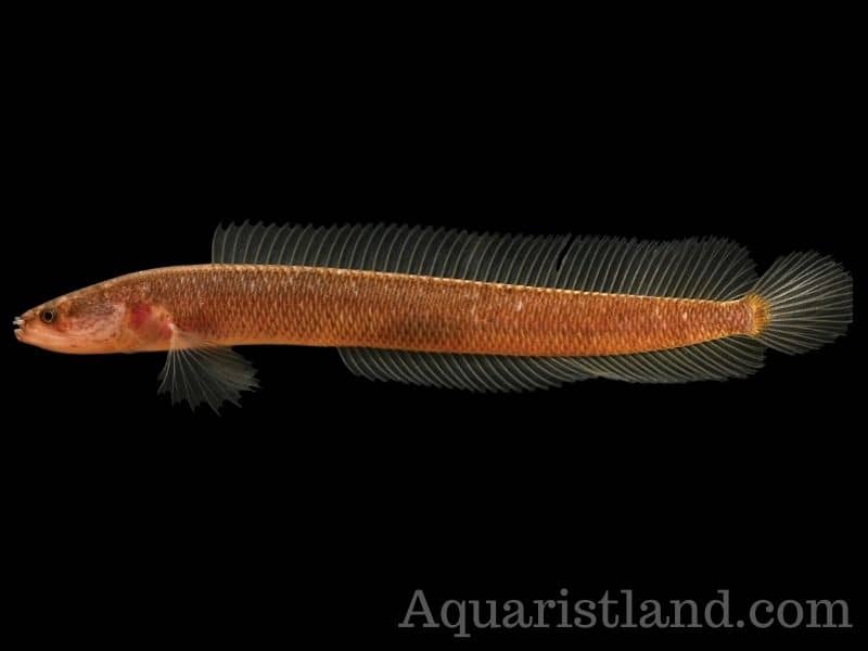 Aenigmachanna Gollum, a fish with an eel-like body shape. 