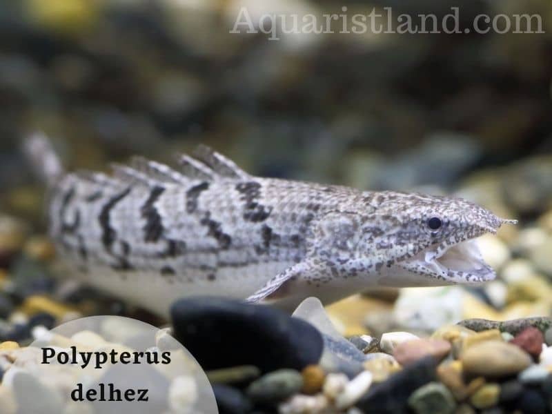 Polypterus Delhez (fish that looks like a lizard)