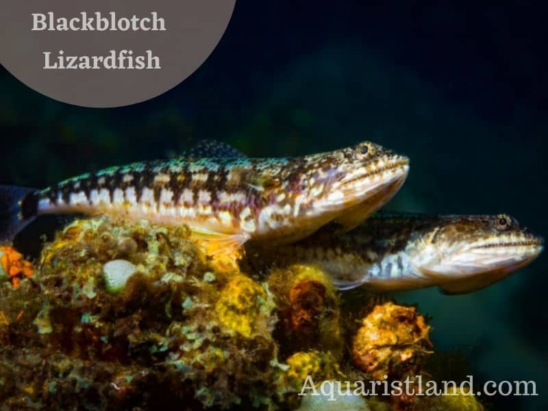 Blackblotch Lizardfish (fish that looks like a lizard)