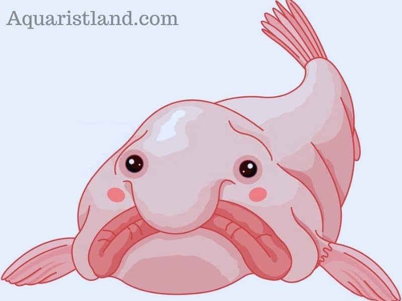 BlobFish (Fish with Human-like Appearance) 