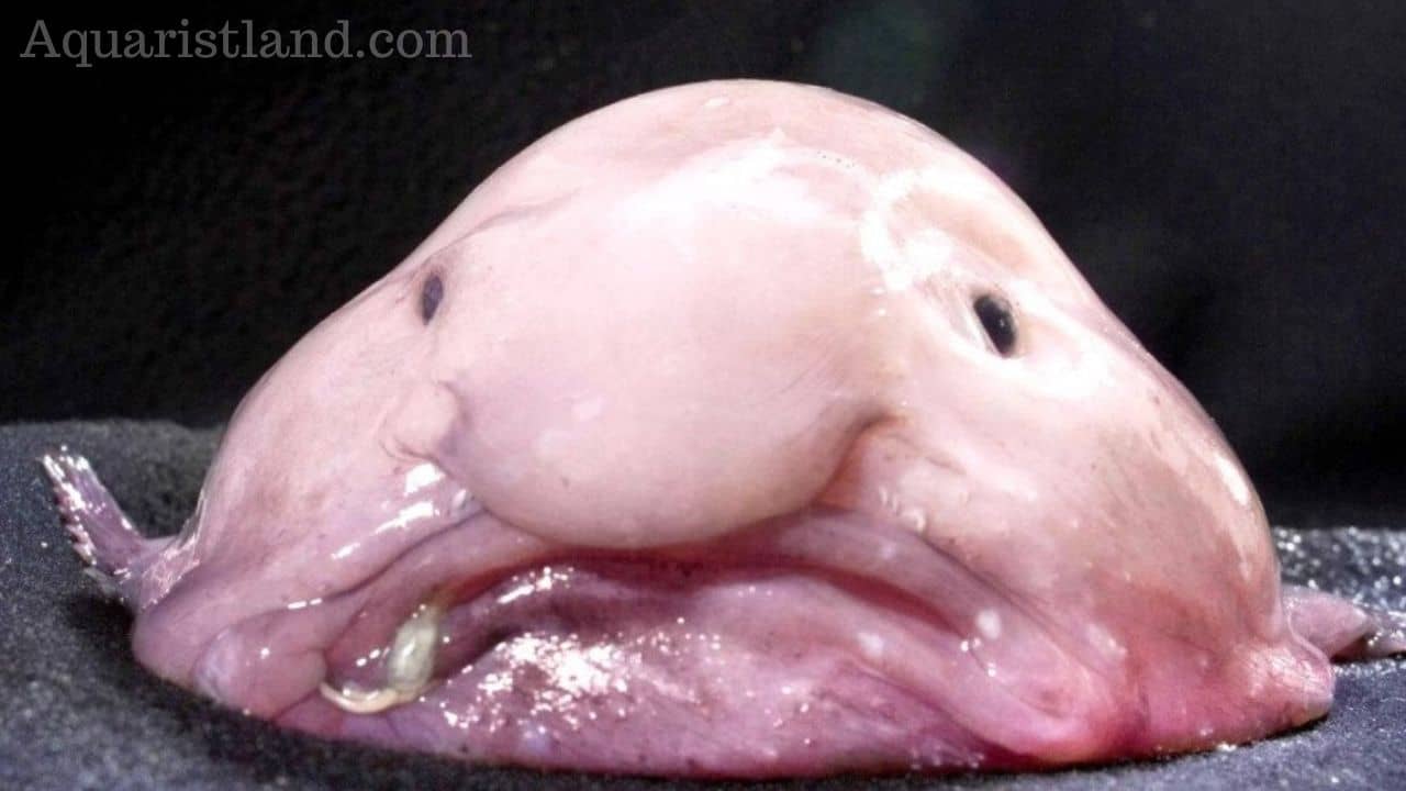 Blobfish (Fish with human-like features)