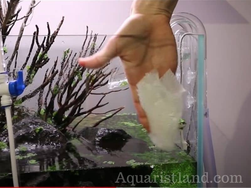 Cleaning Fish Tank Glass with a Paper Towel