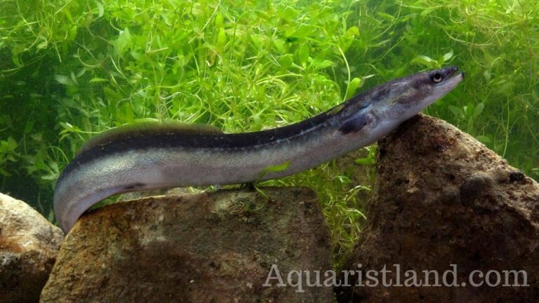 Common Eel in fish That look like an eel