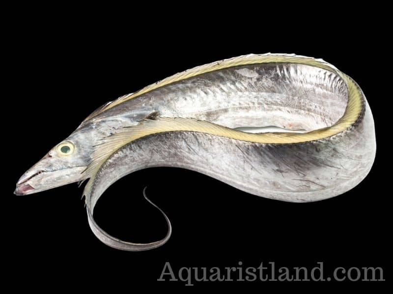 Cutllassfish with eel-shaped body structure. 