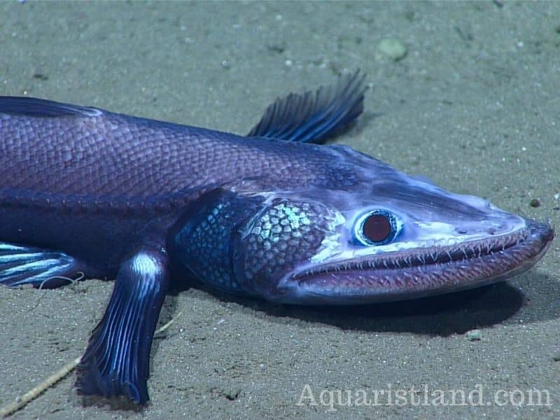 Deepsea Catfish (fish that looks like a lizard)