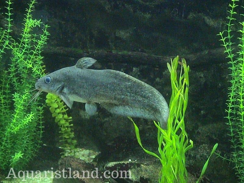 Eel-tailed catfish. A catfish with an eel-like appearance.