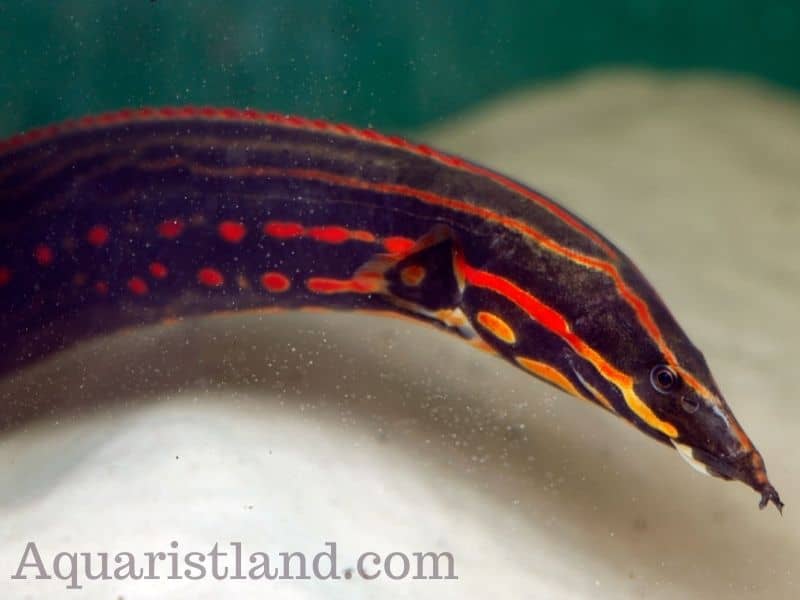 Fire eel in fish that has the eel-like appearance. 